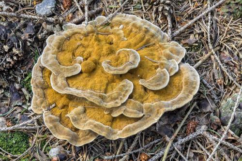 plstnačka obyčajná