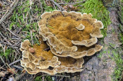 plstnačka obyčajná