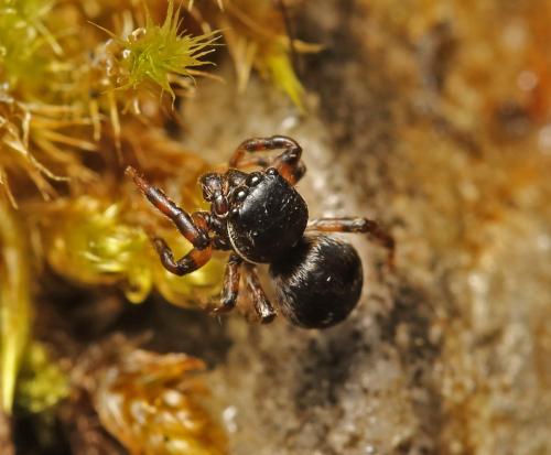Heliophanthus sp
