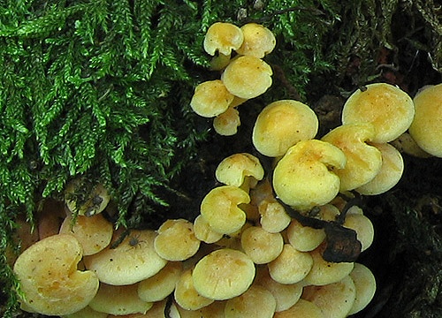 strapcovka zväzkovitá / třepenitka svazčitá
