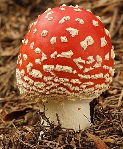 muchotrávka červená / muchomůrka červená