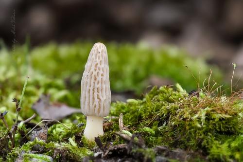 smrčok kužeľovitý / smrž kuželovitý