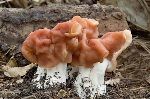 ušiak zväzkovitý / ucháč svazčitý