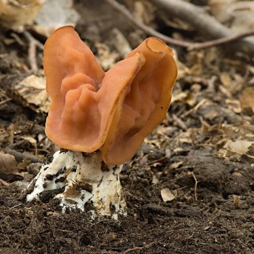 ušiak zväzkovitý / ucháč svazčitý