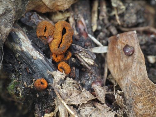 pakorienkovka čierna / ohnivec černý