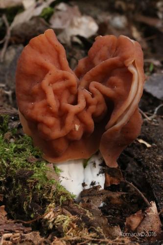 ušiak zväzkovitý / ucháč svazčitý