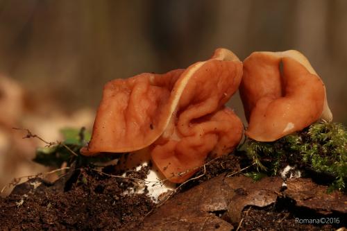 ušiak zväzkovitý / ucháč svazčitý