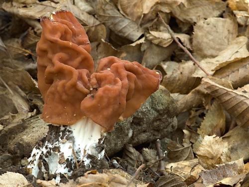 ušiak zväzkovitý / ucháč svazčitý