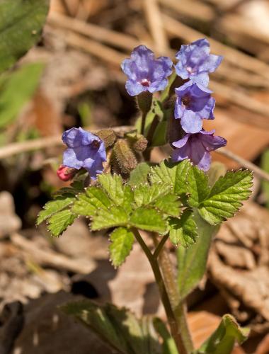 Pulmonaria sp.