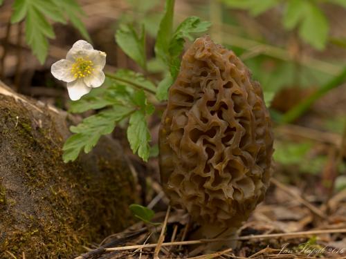 smrčok (bližšie neurčený)