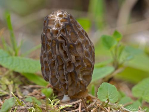 smrčok (bližšie neurčený)