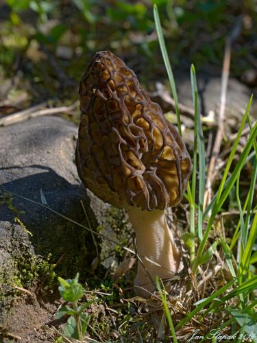 smrčok (bližšie neurčený)