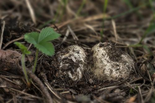 tulipánovka fialová / baňka velkokališná
