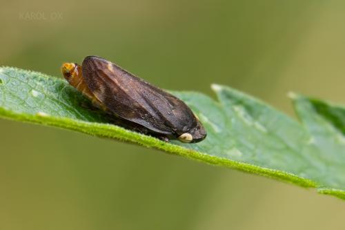peniarka