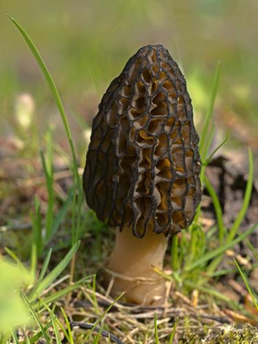 smrčok (bližšie neurčený)