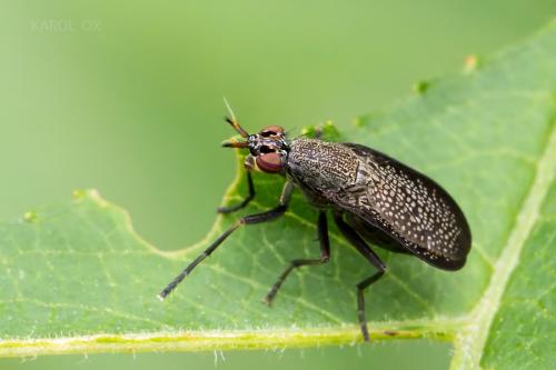 Coremacera marginata