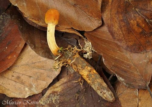 žezlovka / housenice štíhlá