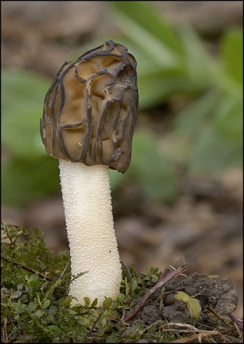 smrčok hybridný / smrž polovolný