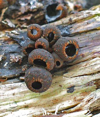 pakorienkovka čierna / ohnivec černý