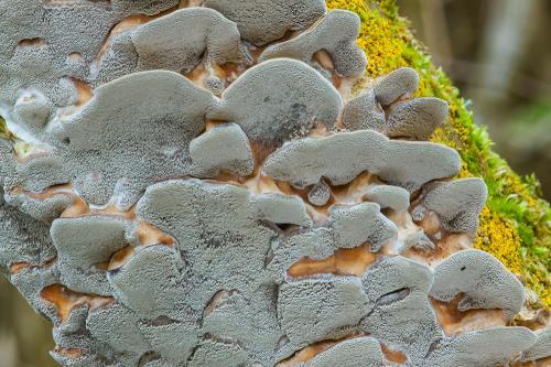 sivopórovka tmavá / šedopórka osmahlá