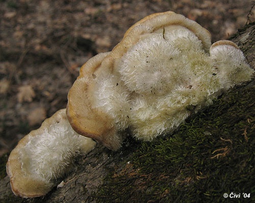 trúdnikovec chlpatý / outkovka chlupatá