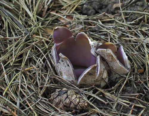 tulipánovka fialová / baňka velkokališná