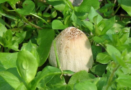 hnojník (bližšie neurčený)