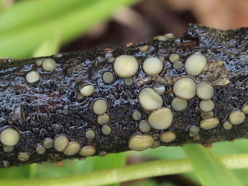 plstnatka rákosová (CZ)