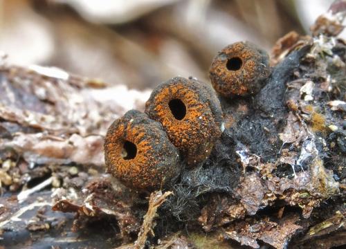pakorienkovka čierna / ohnivec černý