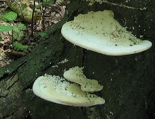 trúdnikovec hrbatý / outkovka hrbatá