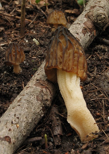 smrčok hybridný / smrž polovolný