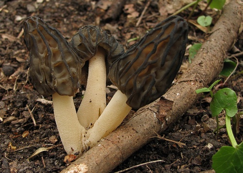 smrčok hybridný / smrž polovolný