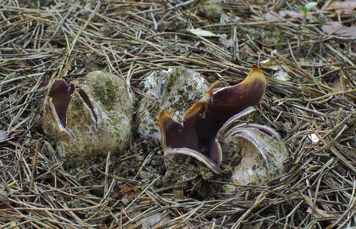 tulipánovka fialová / baňka velkokališná