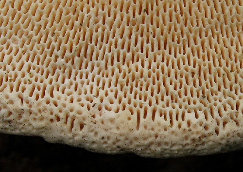 trúdnikovec hrbatý / outkovka hrbatá