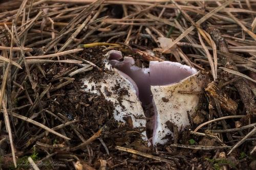 tulipánovka fialová / baňka velkokališná