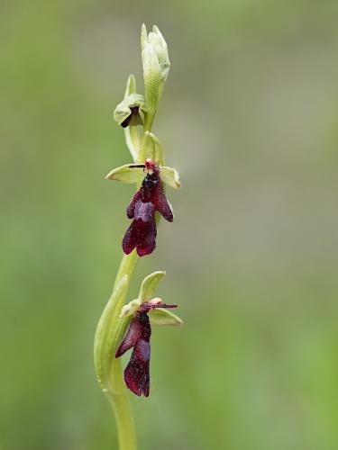 hmyzovník muchovitý