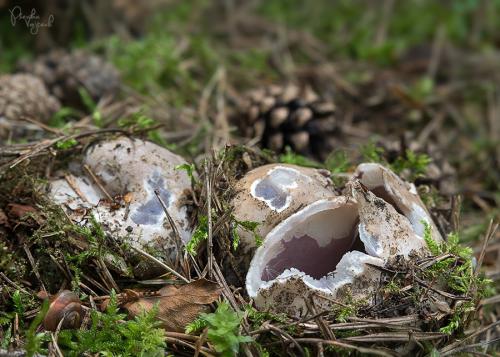 tulipánovka fialová / baňka velkokališná