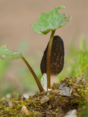 smrčok (bližšie neurčený)