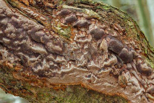 ohňovec prisadnutý