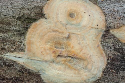 kôrnatec / kornatec obrovský