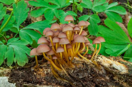 prilbička žltohlúbiková / helmovka žlutonohá