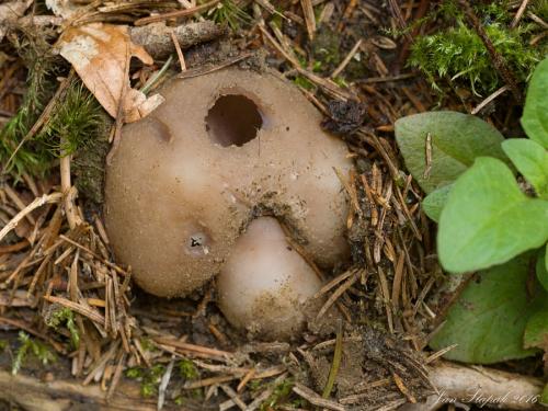 tulipánovka fialová / baňka velkokališná