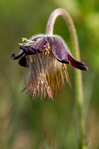 poniklec lúčny český