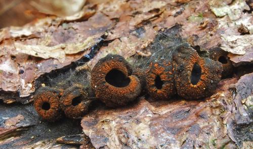 pakorienkovka čierna / ohnivec černý