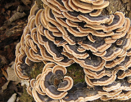 trúdnikovec pestrý / outkovka pestrá