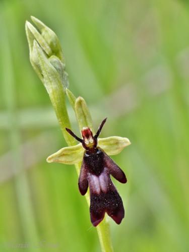 hmyzovník muchovitý