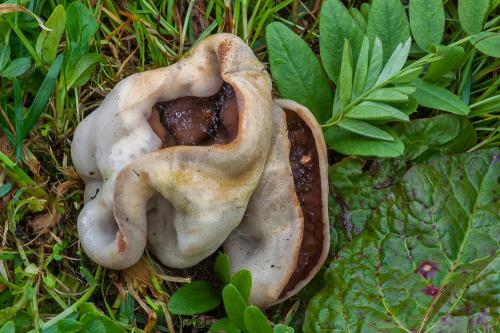 misovka žilkovaná / terčovnice síťnatá