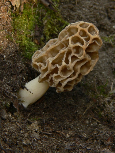 smrčok jedlý / smrž obecný