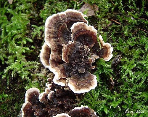 trúdnikovec pestrý / outkovka pestrá