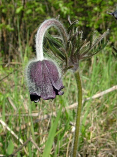 poniklec lúčny český